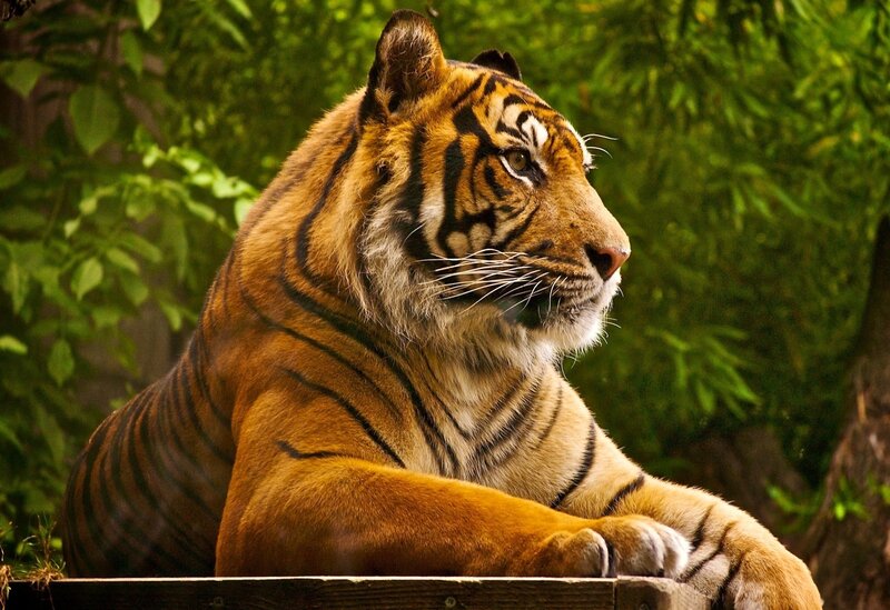 Tiger Resting in Forest — Orange, Calm, Afternoon