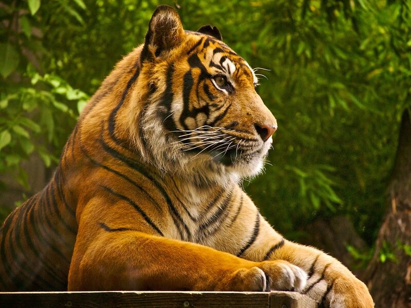 Tiger Resting in Forest — Orange, Calm