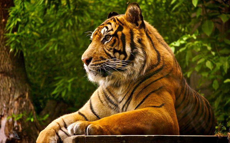 Tiger Resting in Forest — Orange
