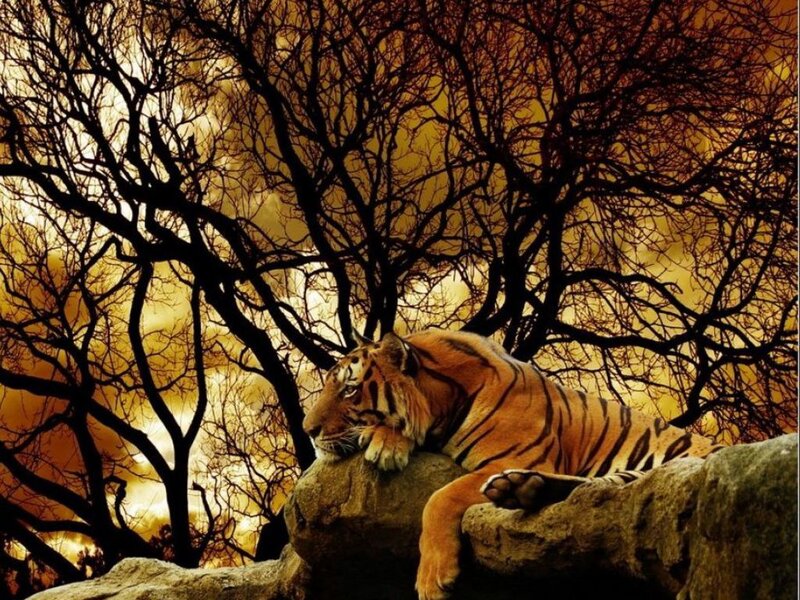 Tiger resting in golden forest