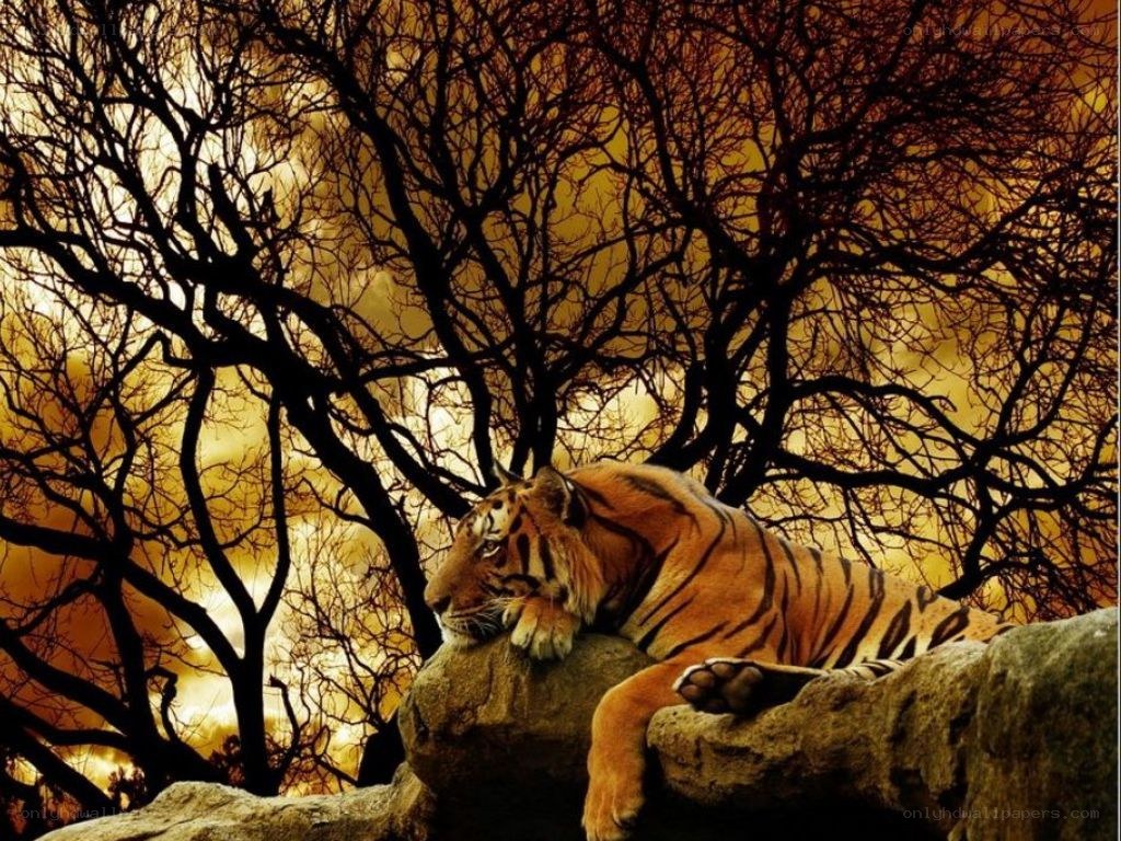 Tiger resting in golden forest