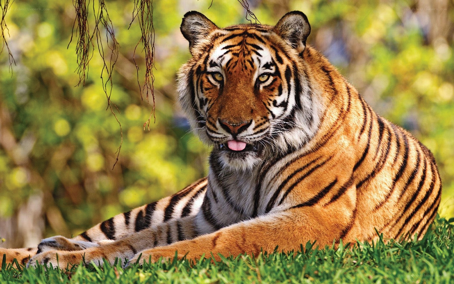 tiger resting in grass
