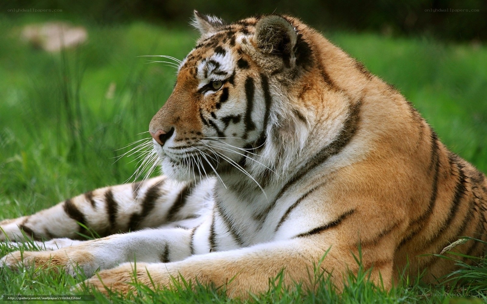 Tiger resting in grass