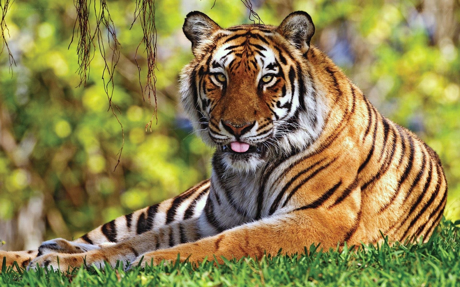 tiger resting in grass