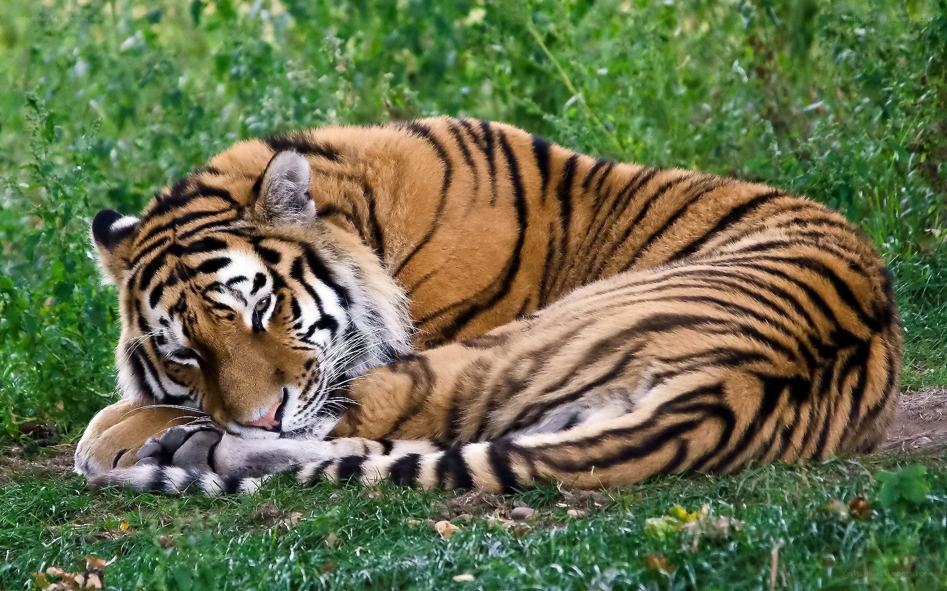 Tiger resting in grass