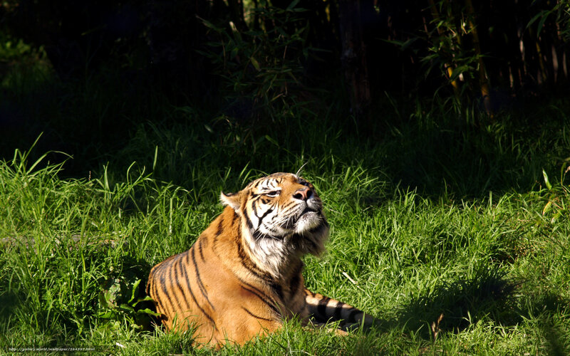 tiger resting in grass