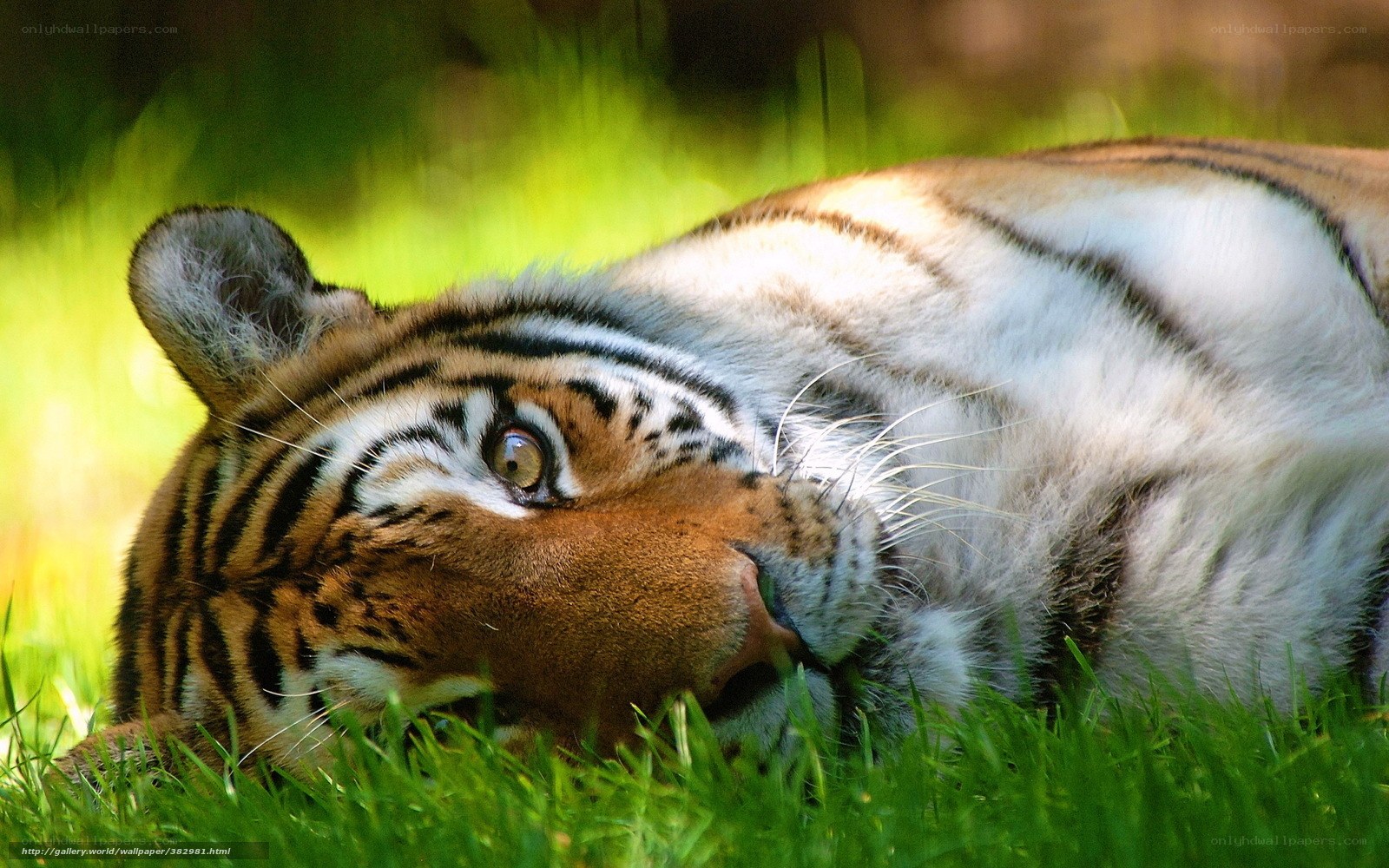 Tiger resting in grass