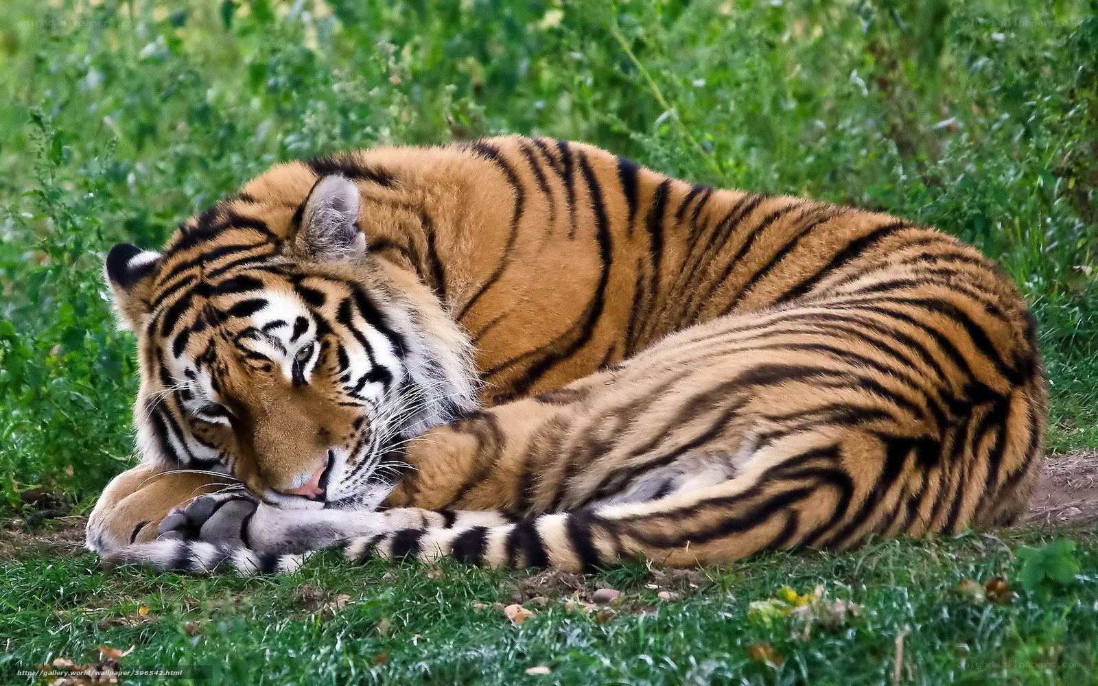 Tiger resting in grass