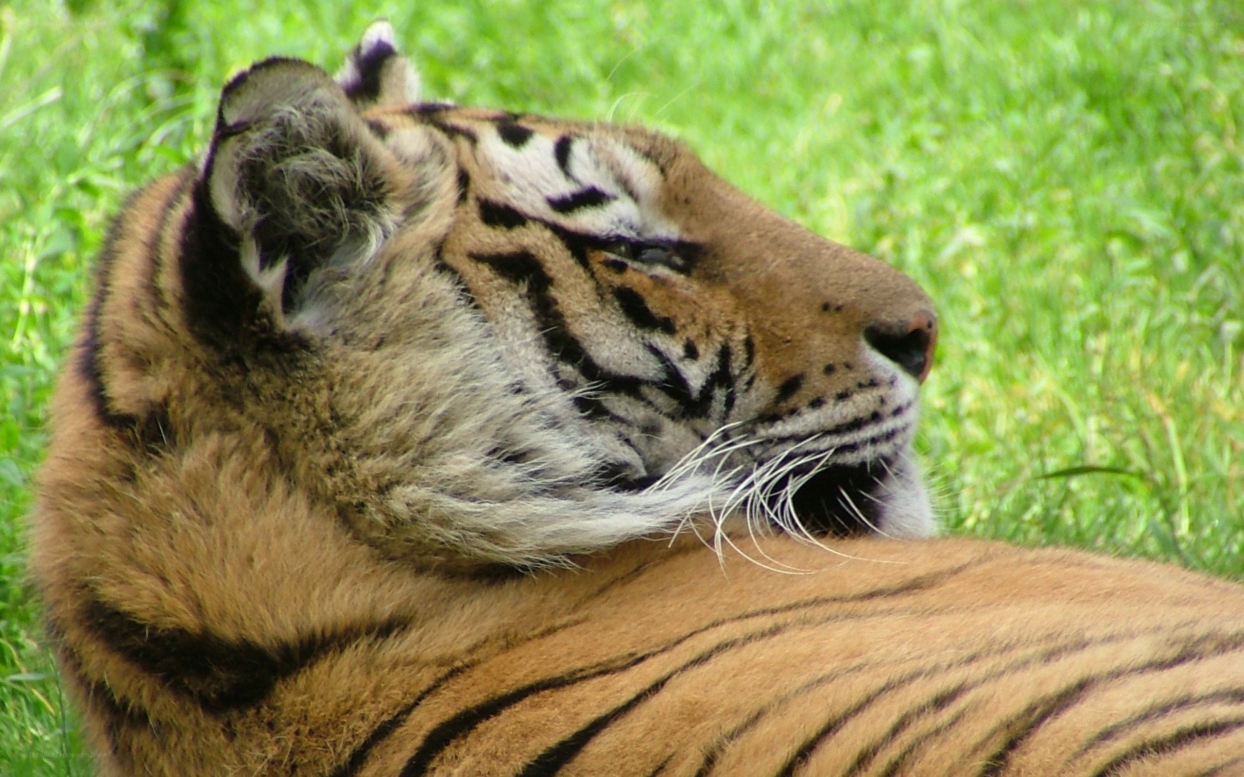 tiger resting in grass