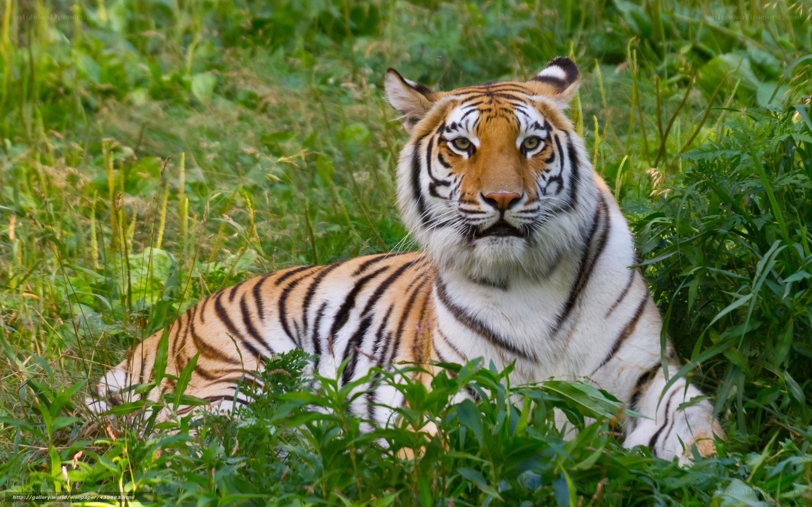 Tiger resting in grass
