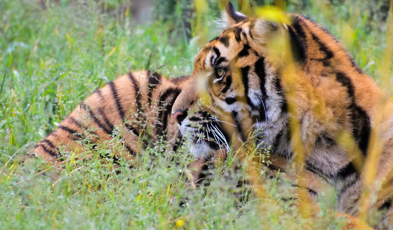 tiger resting in grass