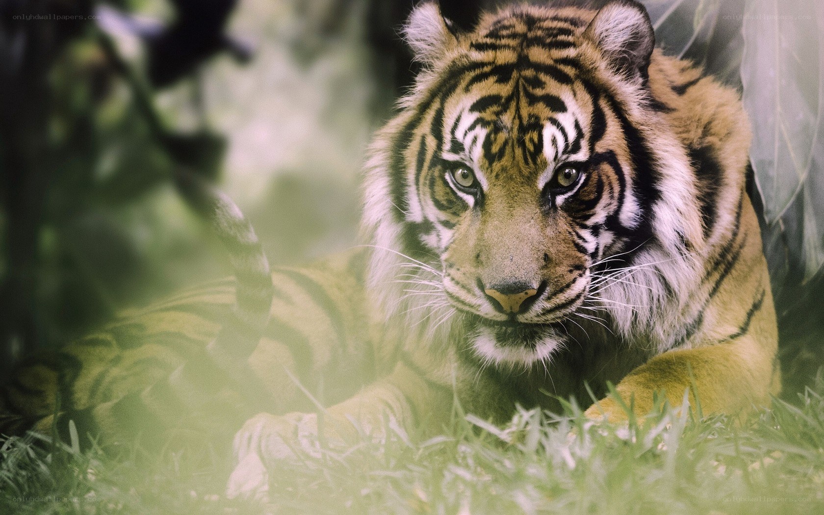 tiger resting in grass