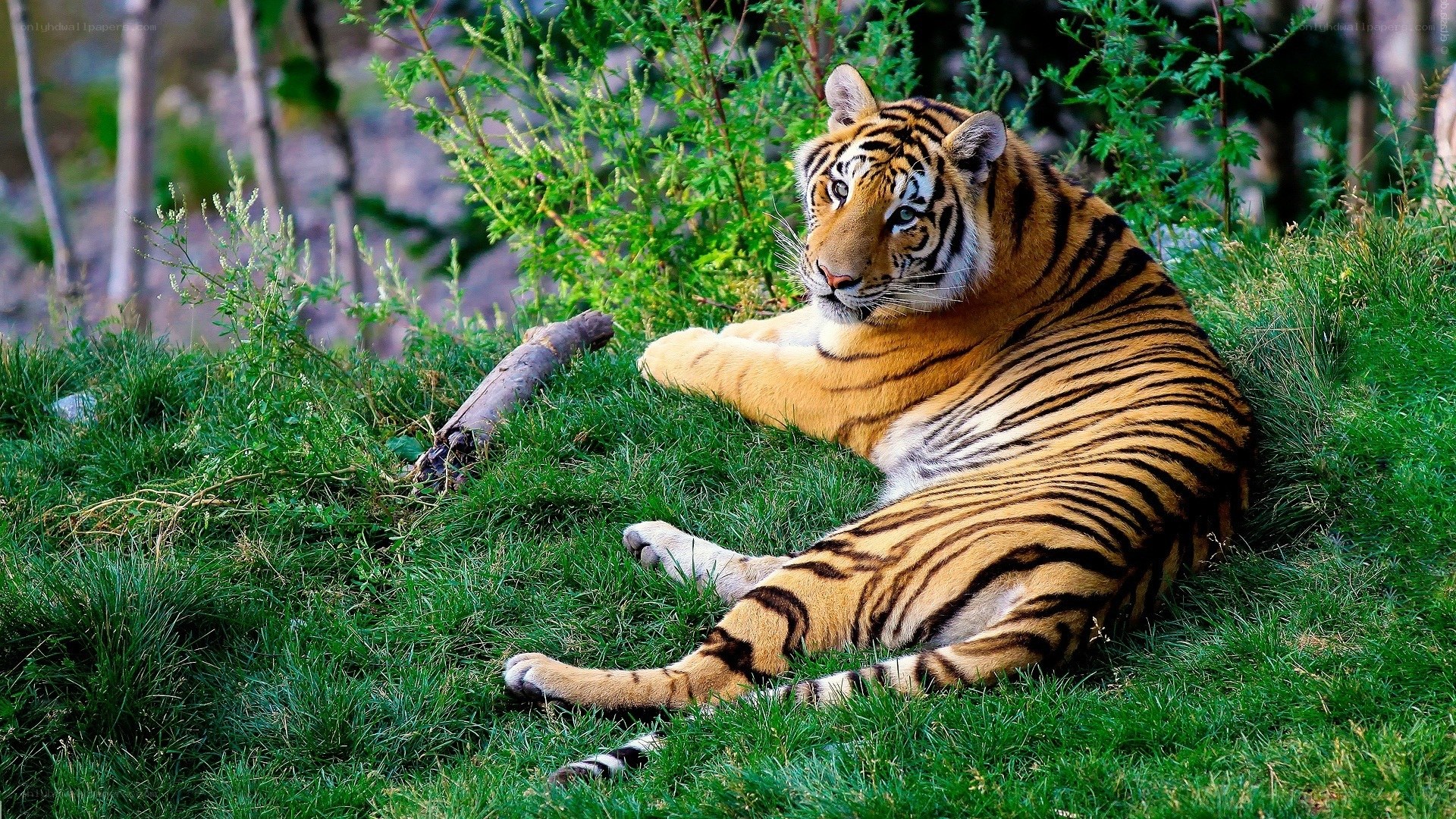 Tiger resting in grass