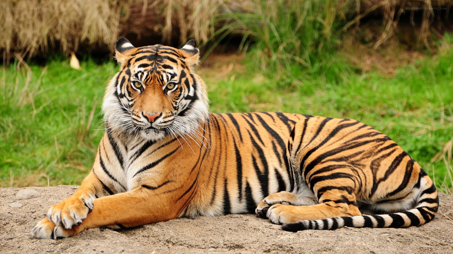 tiger resting in grass