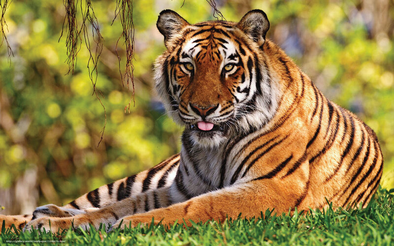 Tiger resting in grass