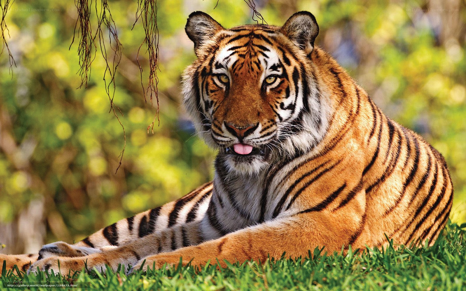 Tiger resting in grass