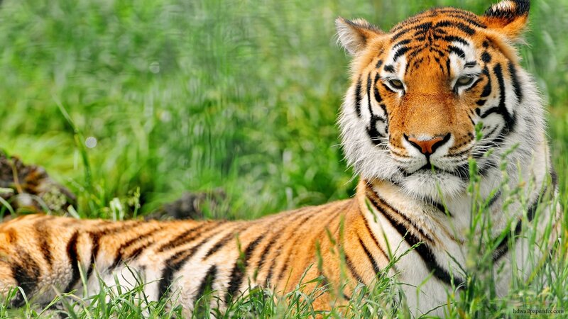 Tiger resting in grass