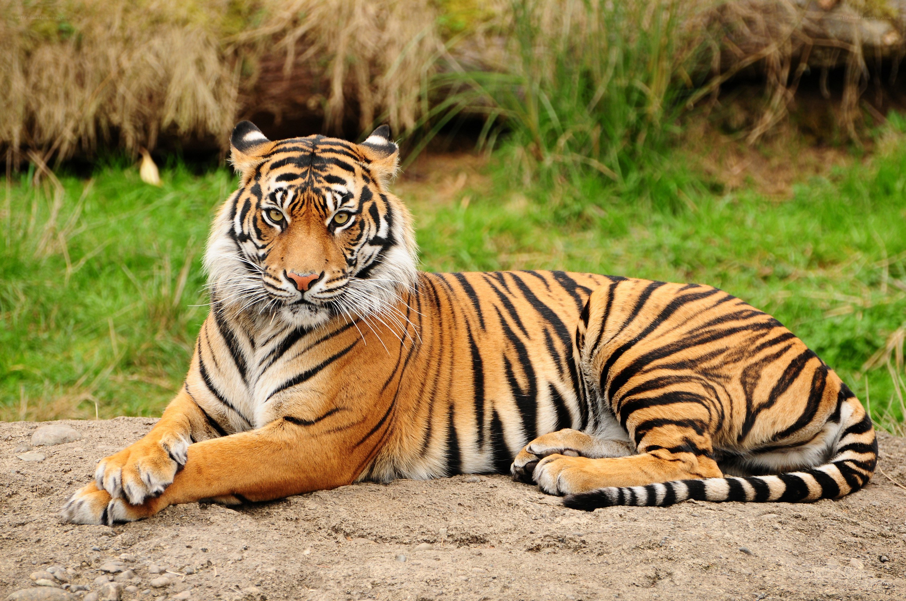 Tiger resting in grass