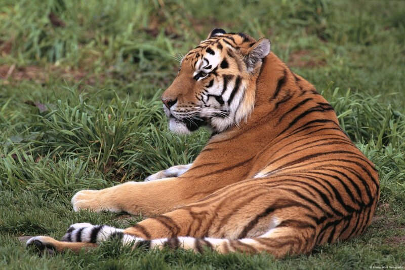 tiger resting in grass