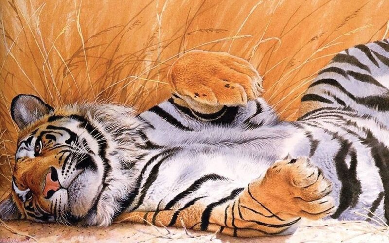 tiger resting in grass