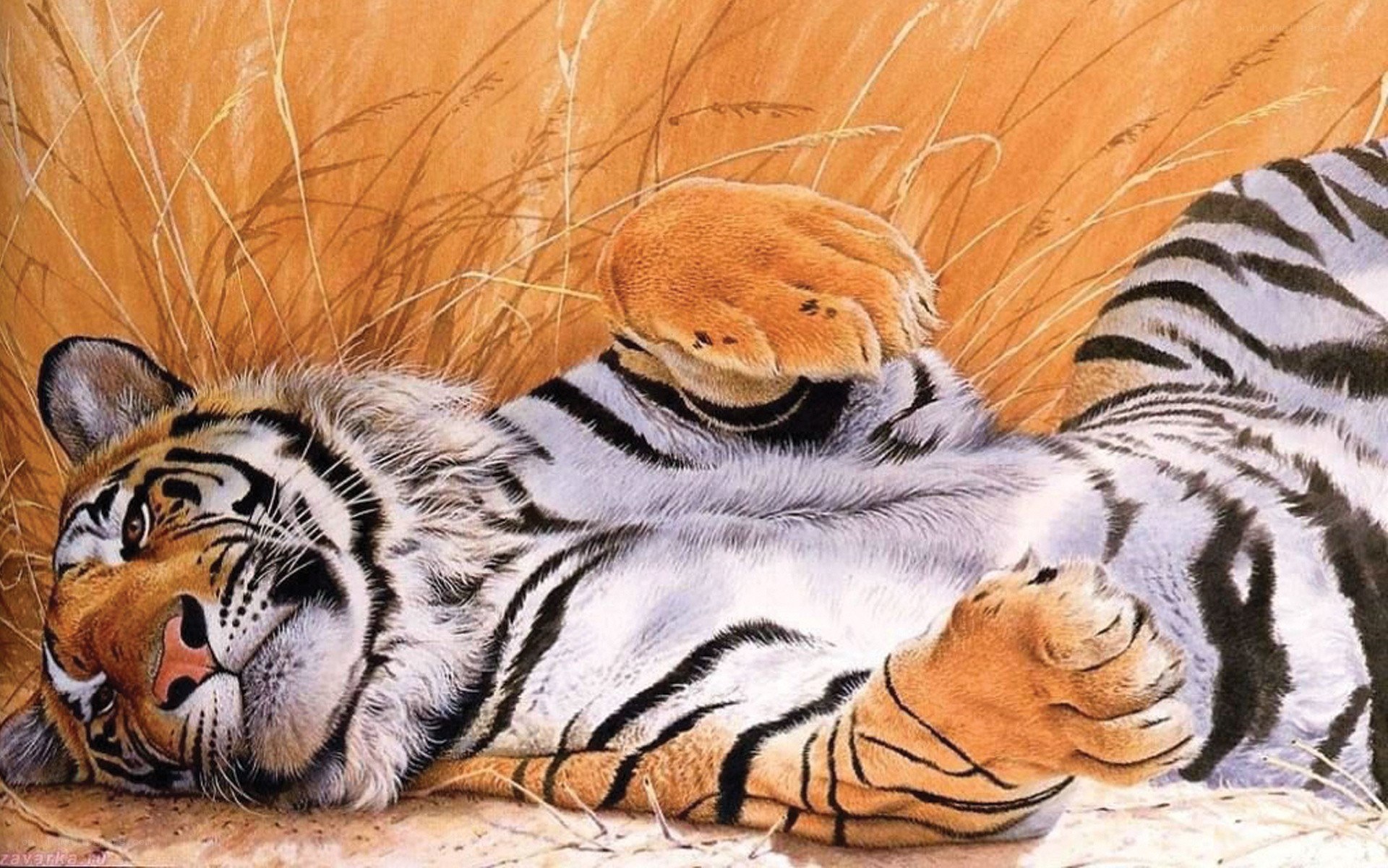 tiger resting in grass
