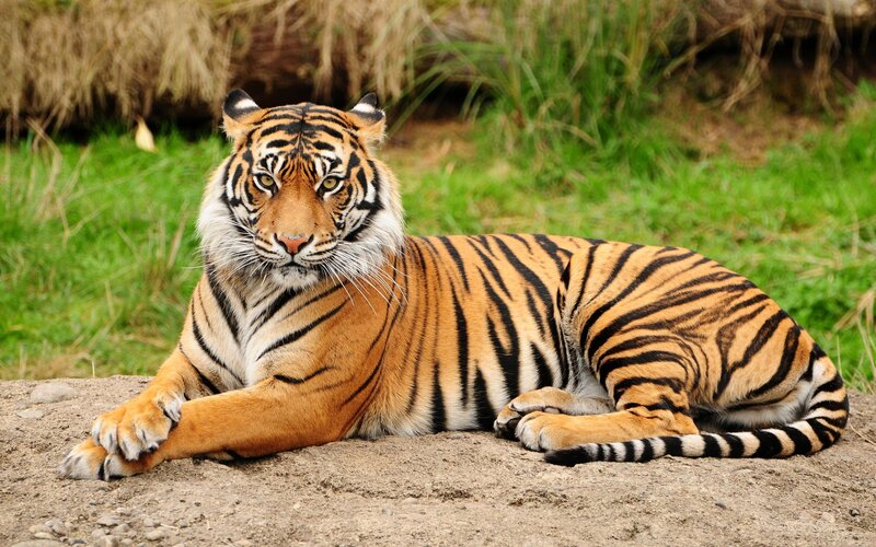 tiger resting in grass
