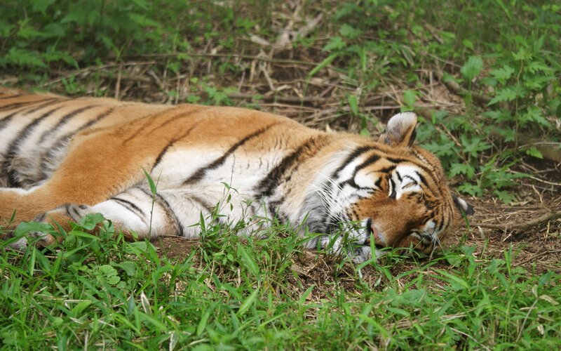 Tiger resting in grass