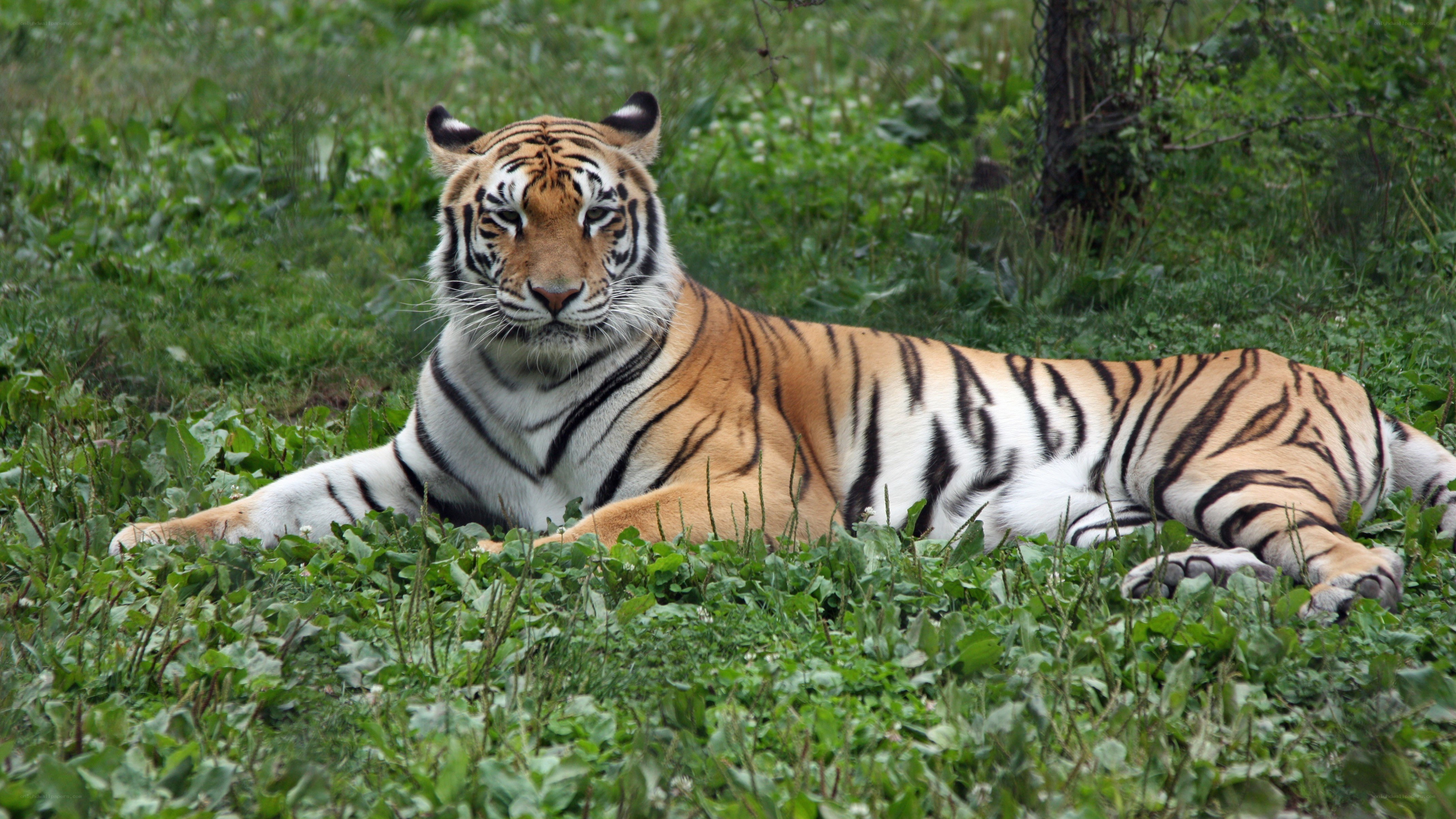 Tiger resting in grass