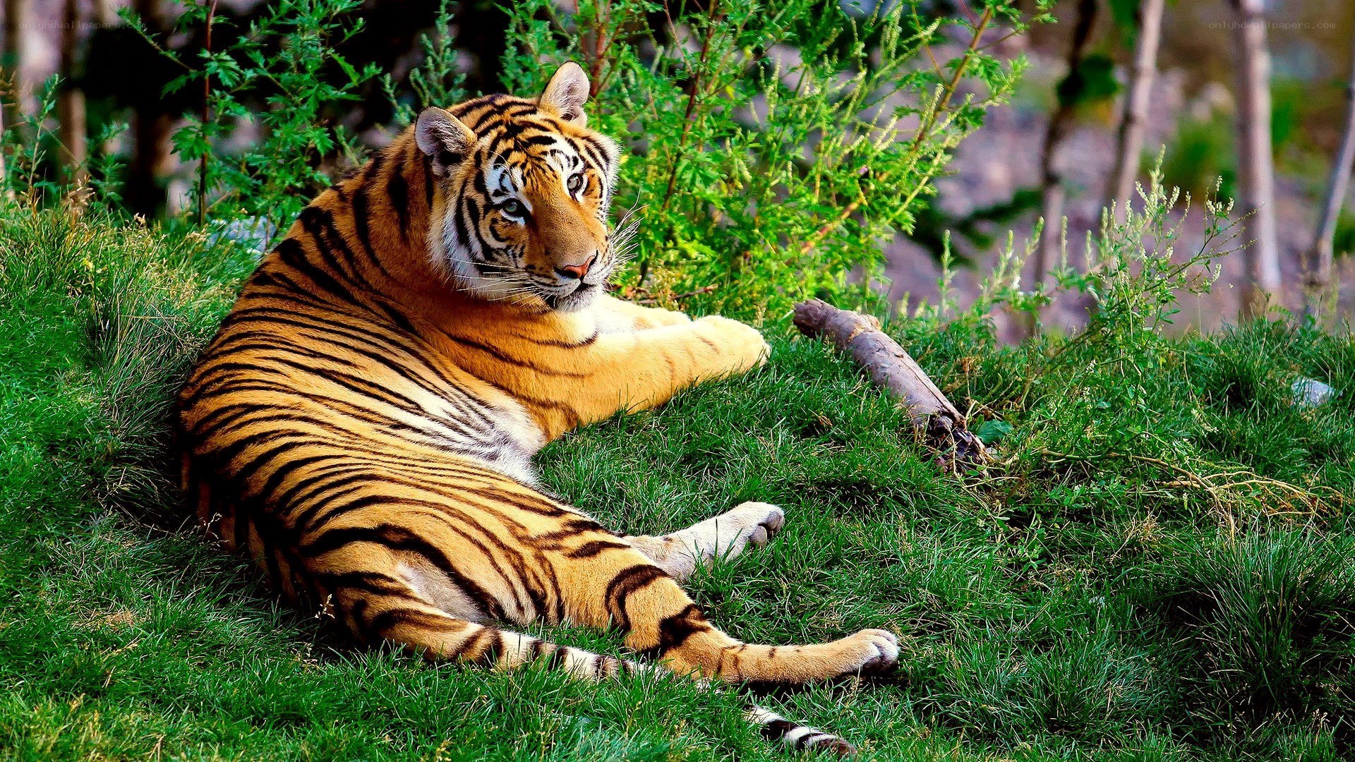 Tiger resting in grass