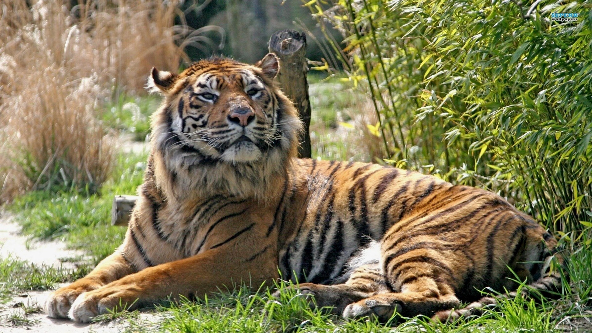 tiger resting in grass