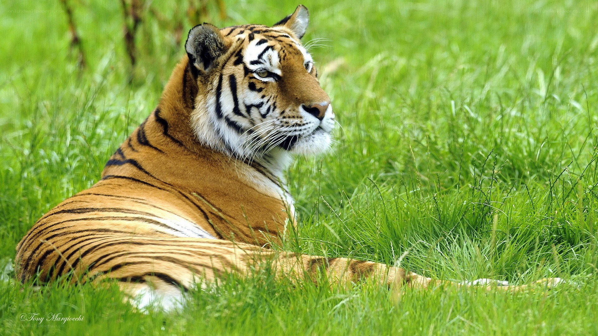 tiger resting in grass