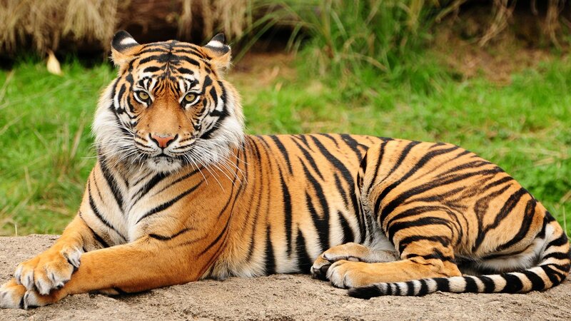 Tiger resting in grass