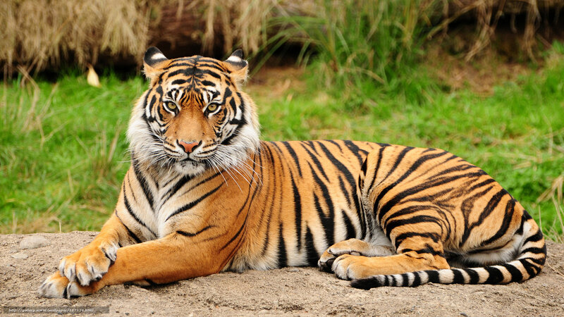 Tiger resting in grass
