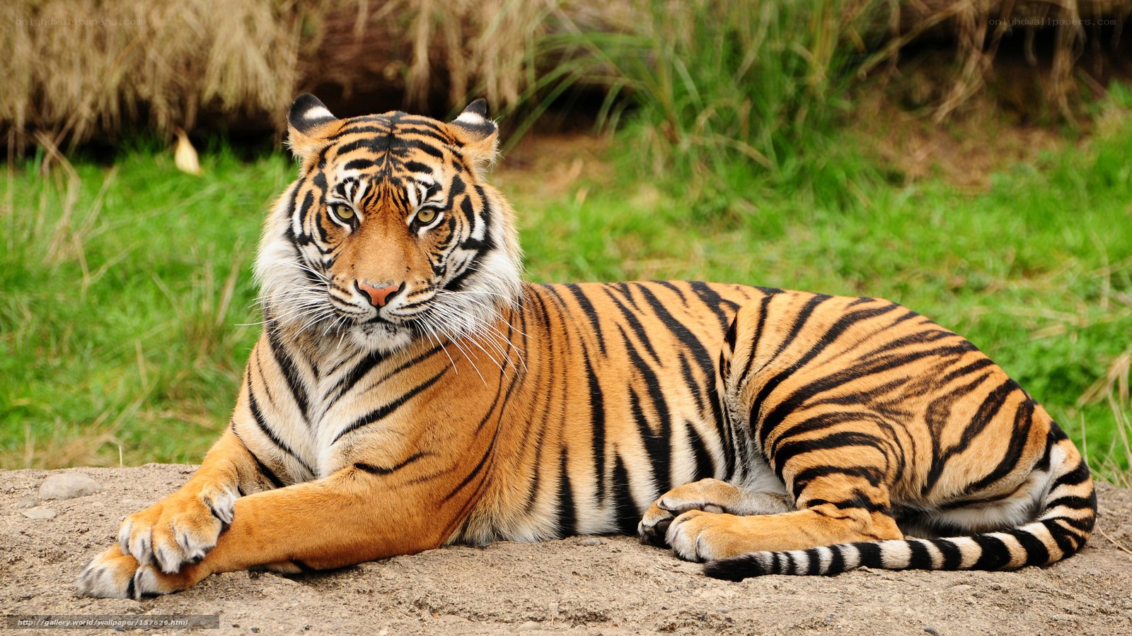 Tiger resting in grass