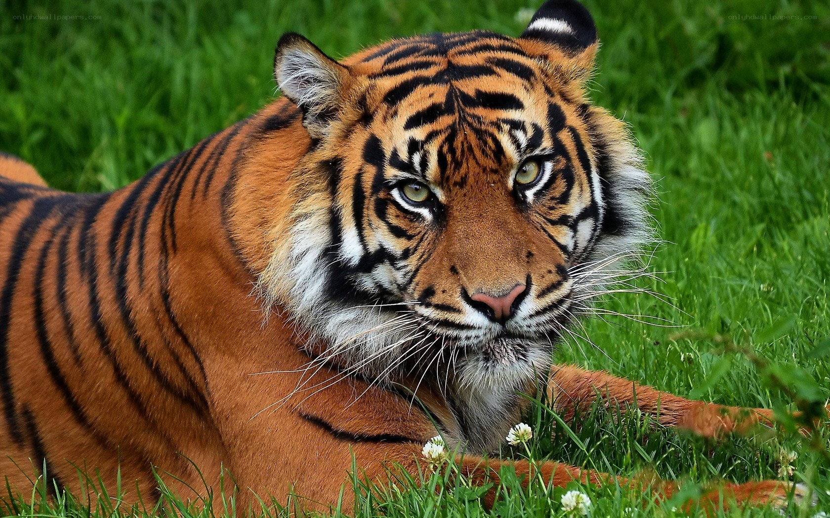 tiger resting in grass