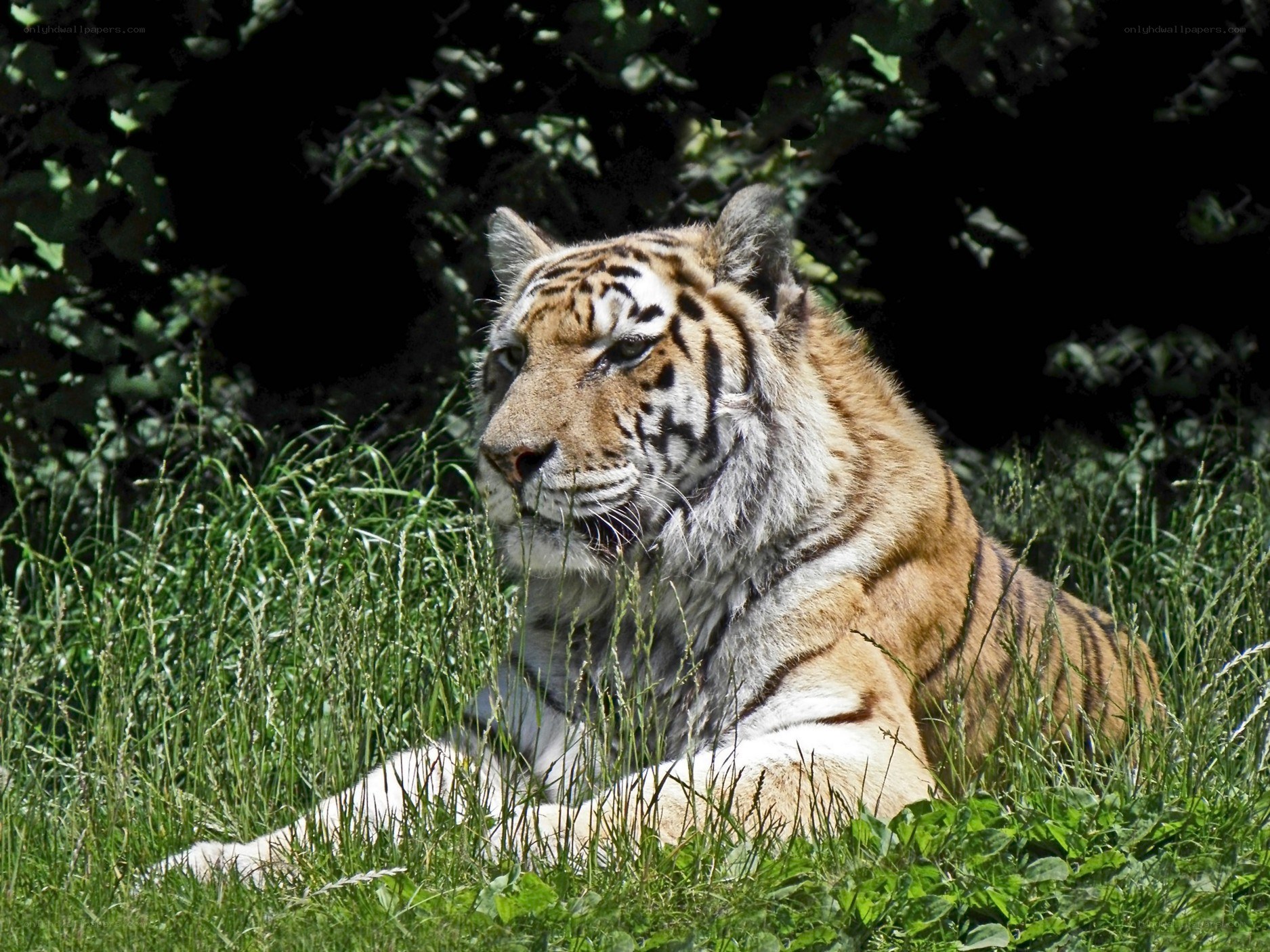 Tiger resting in grass