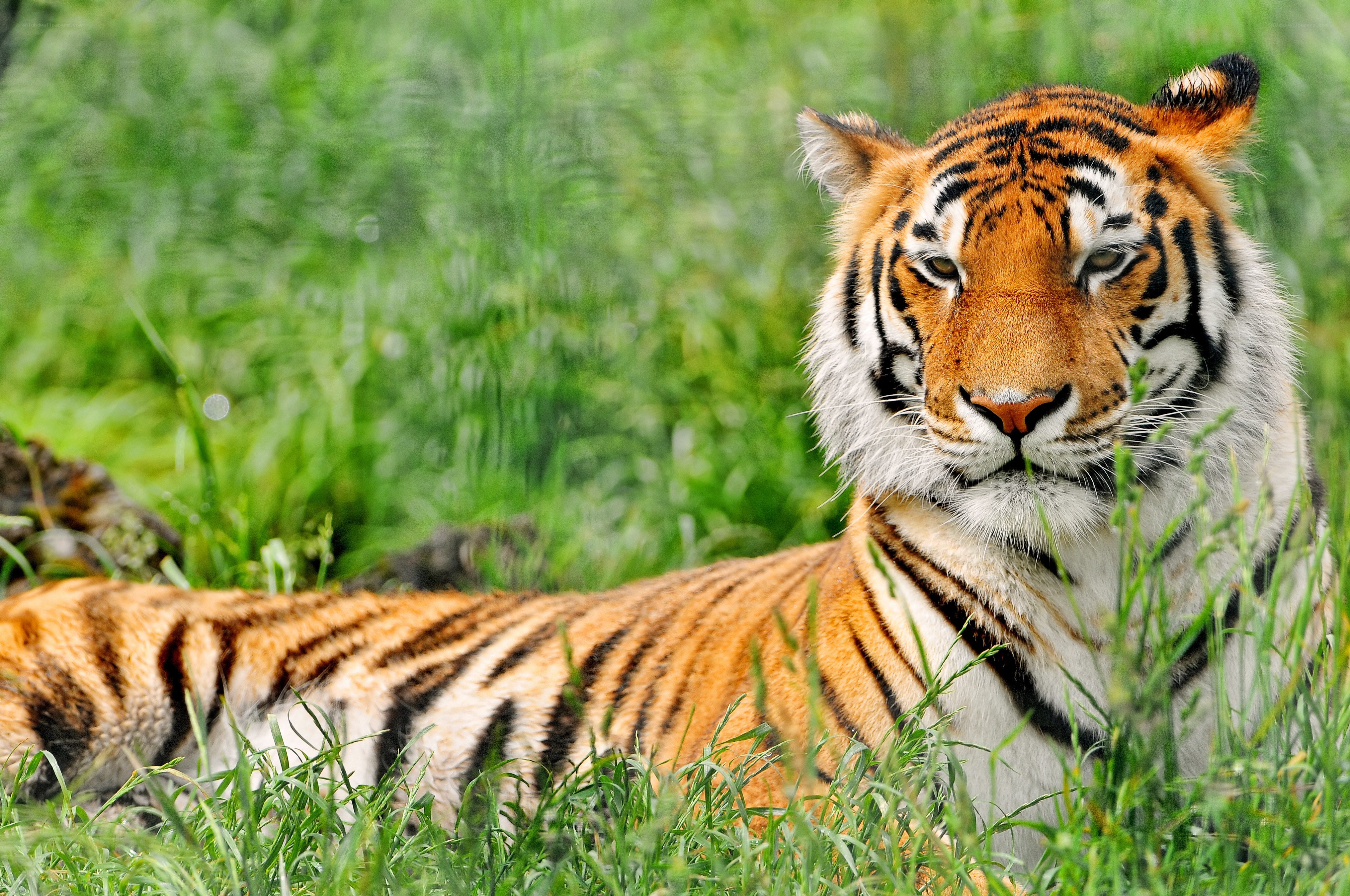 Tiger resting in grass