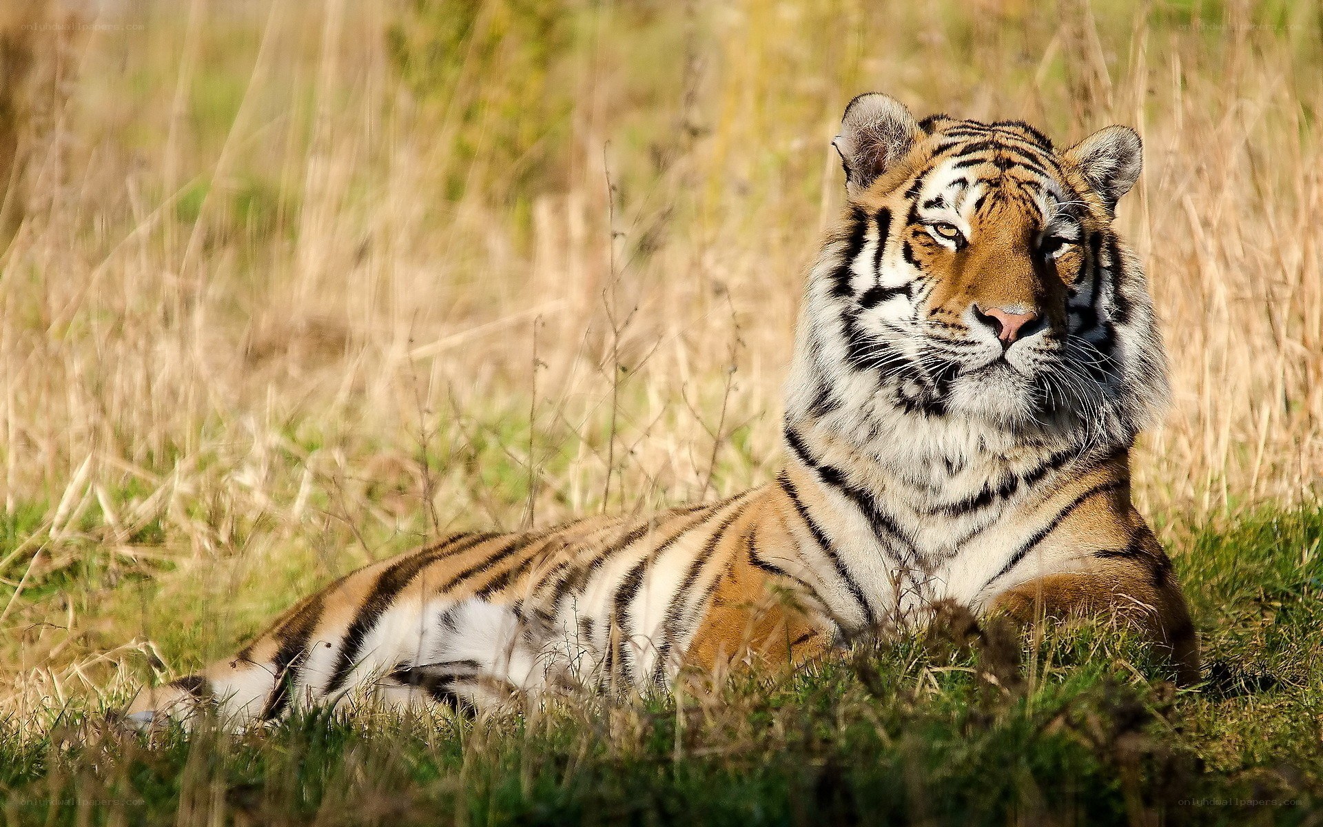 Tiger resting in grass