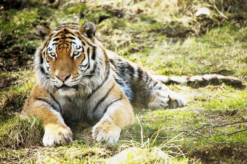 Tiger resting in grass