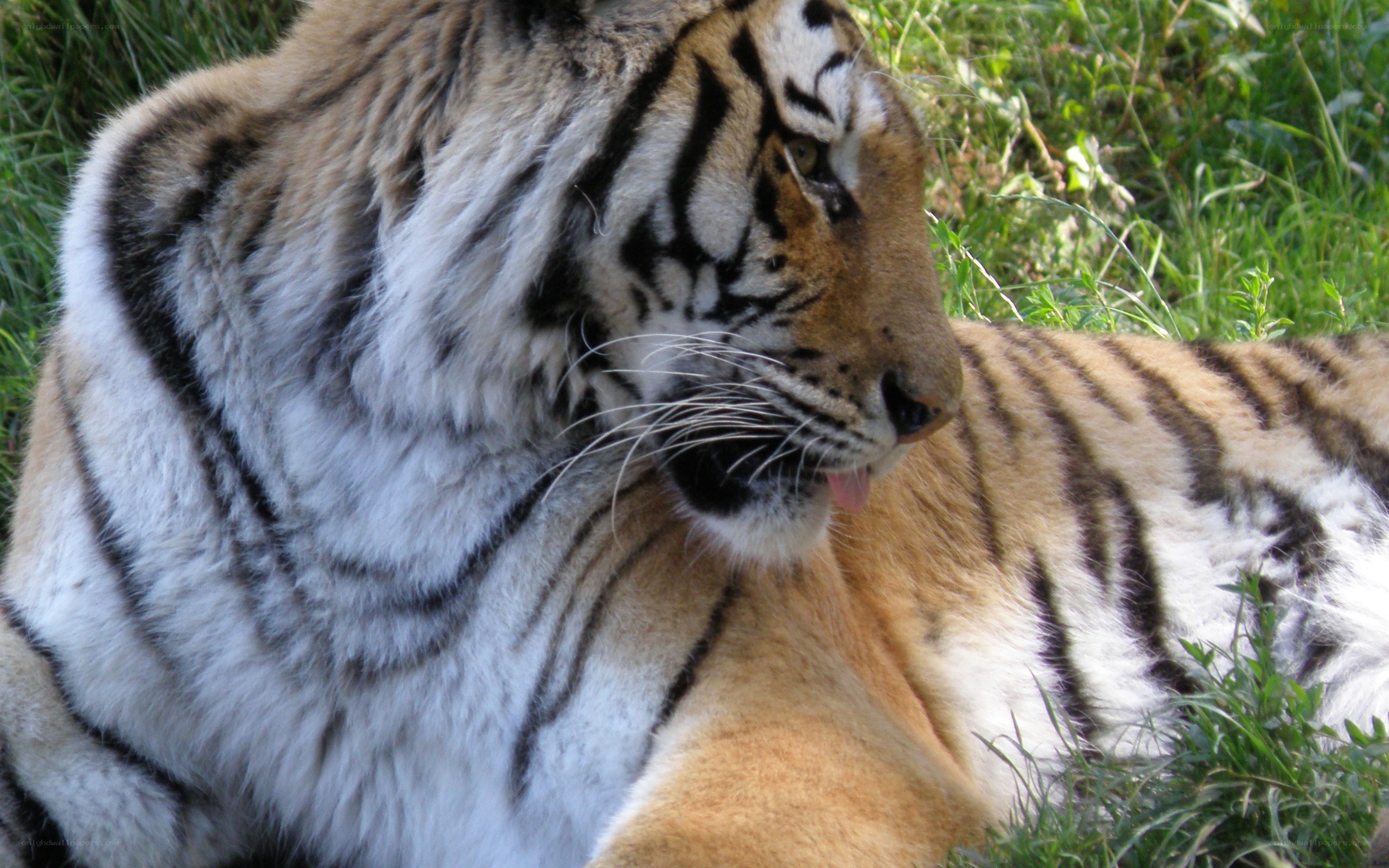 tiger resting in grass