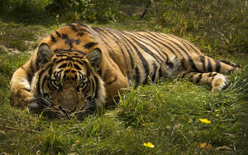 tiger resting in grass