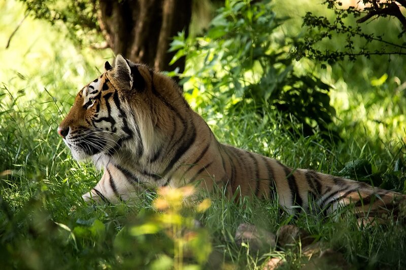 Tiger resting in grass