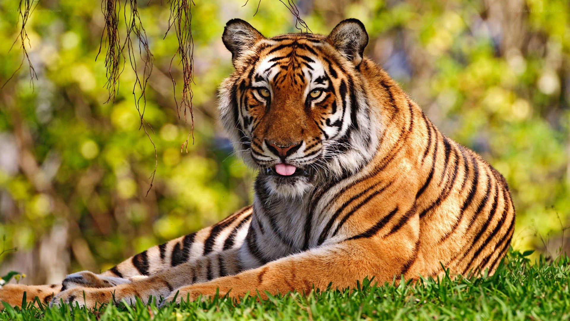 Tiger resting in grass