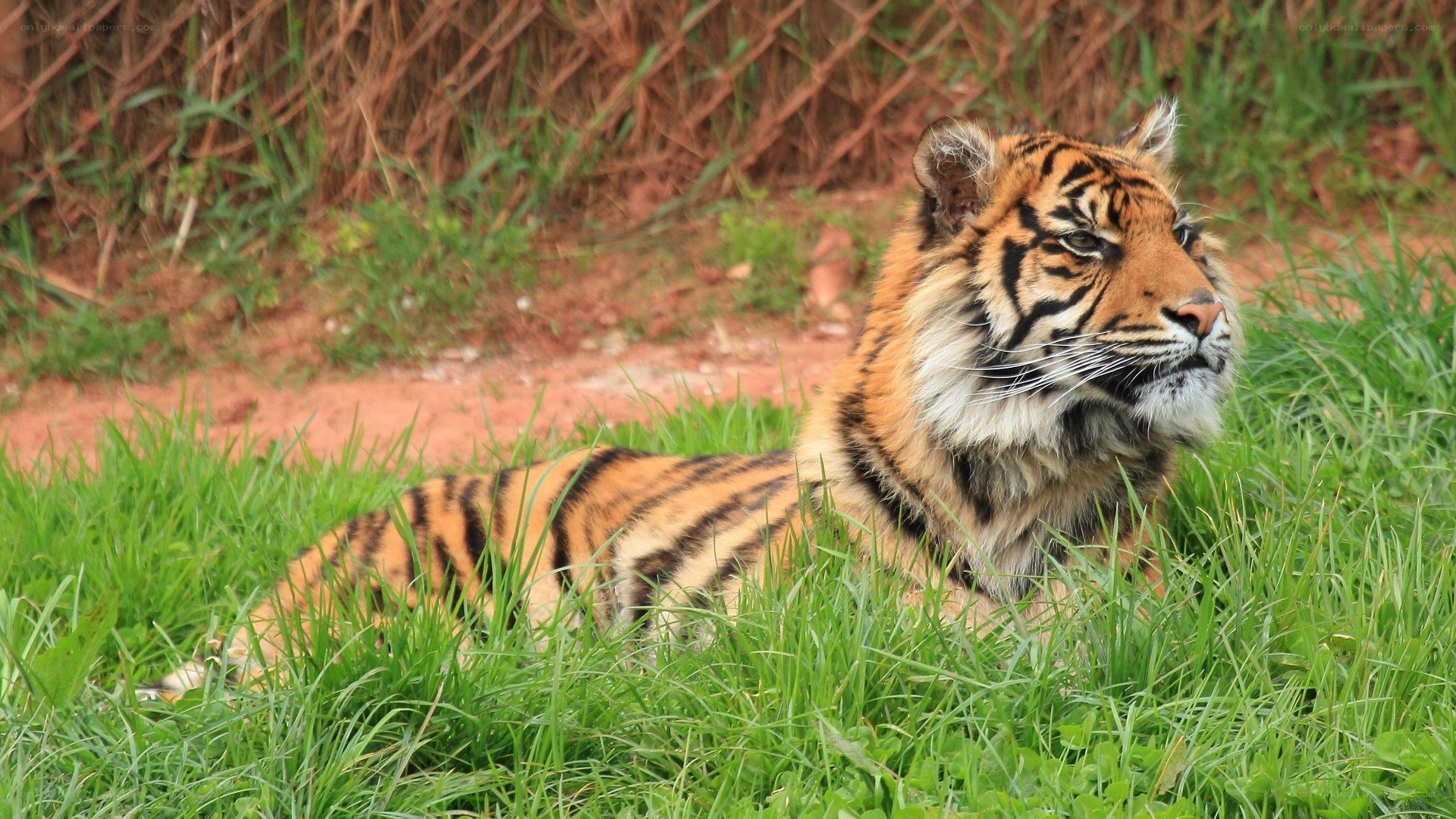 tiger resting in grass