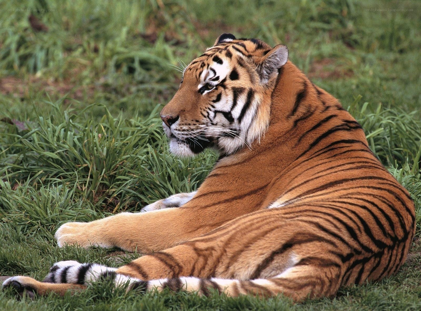 Tiger resting in grass