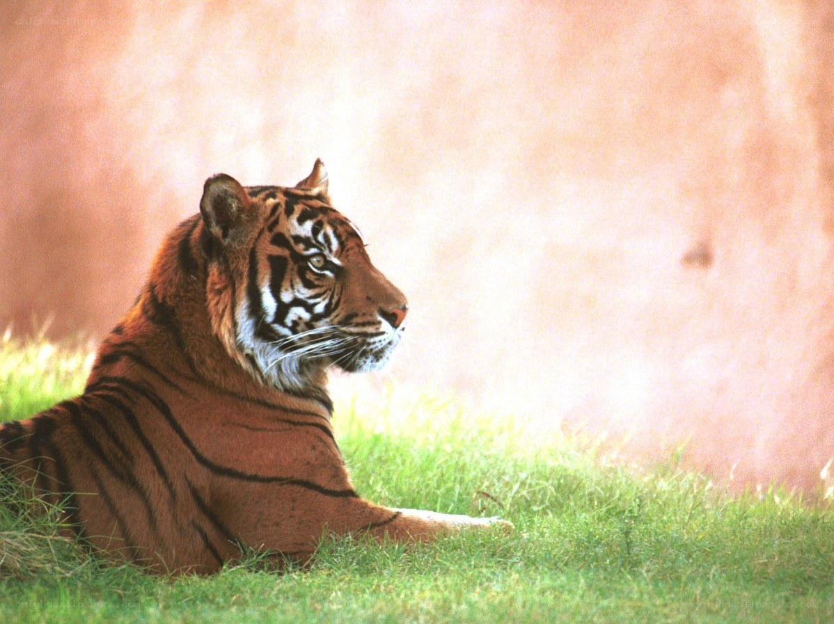 Tiger resting in grass