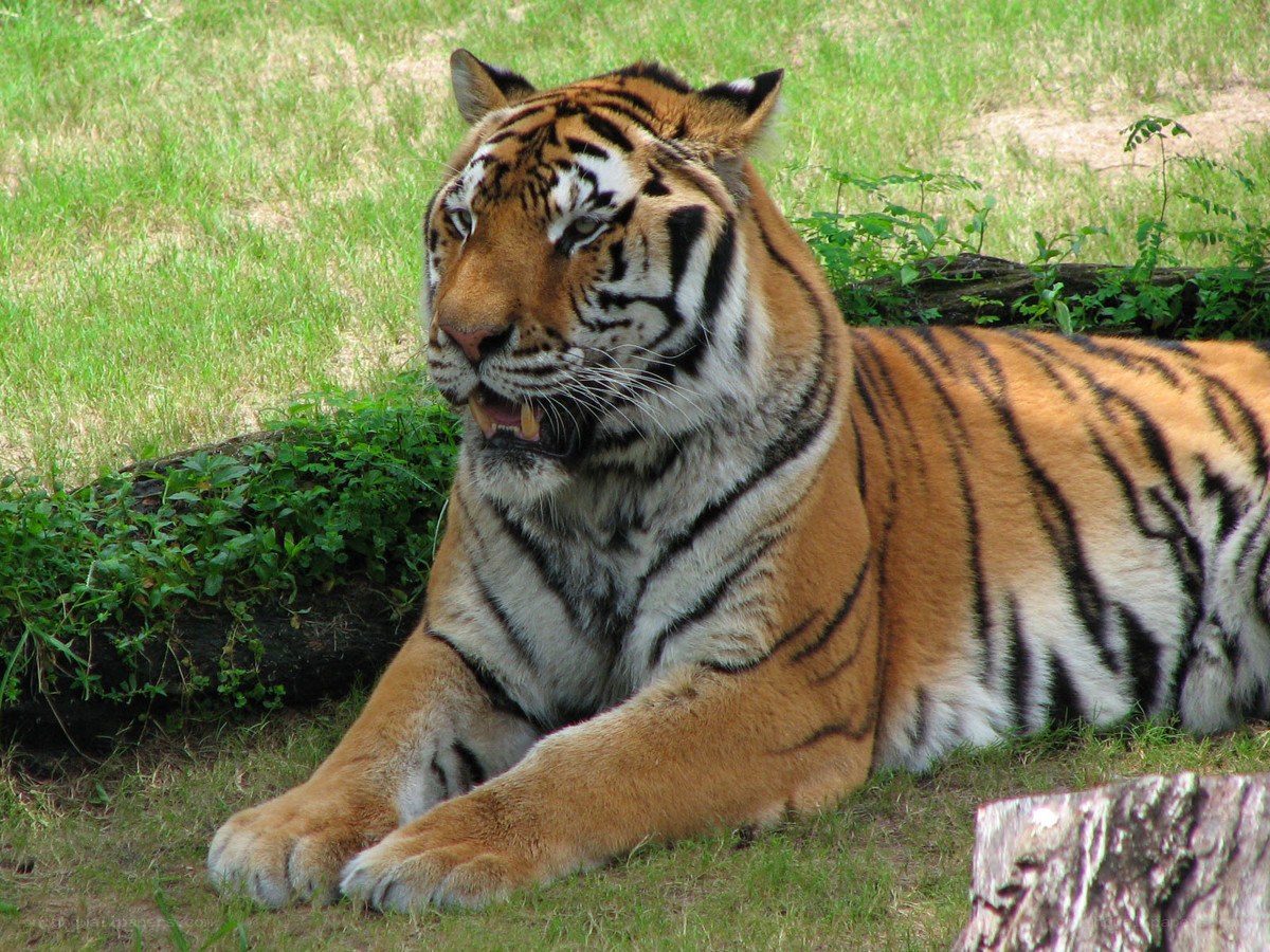 Tiger resting in grass