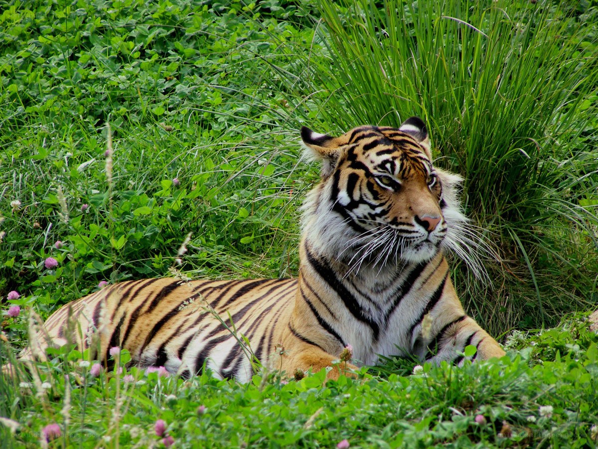 tiger resting in grass