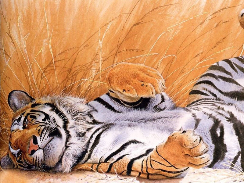 tiger resting in grass