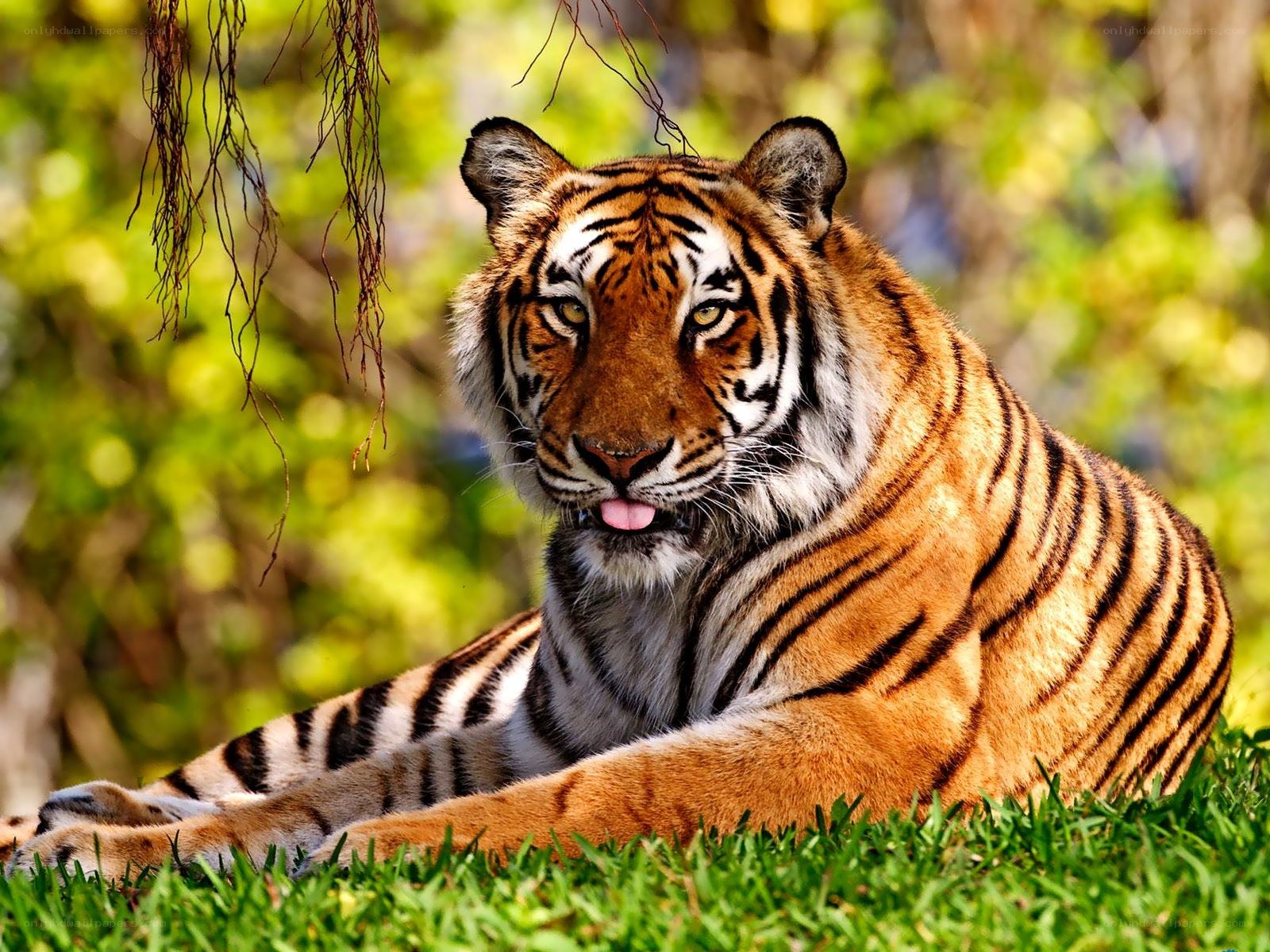 Tiger resting in grass